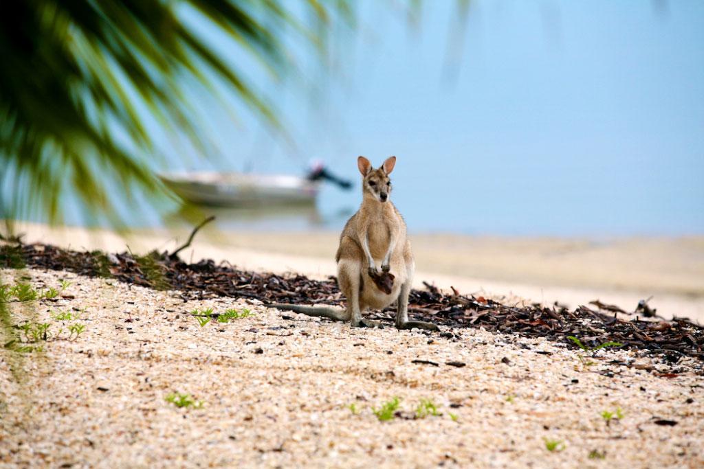 Crab Claw Island Hotel Bynoe Harbour ภายนอก รูปภาพ